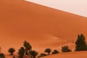 Desert Adventures